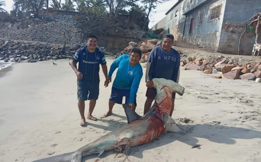 tiburon_martillo