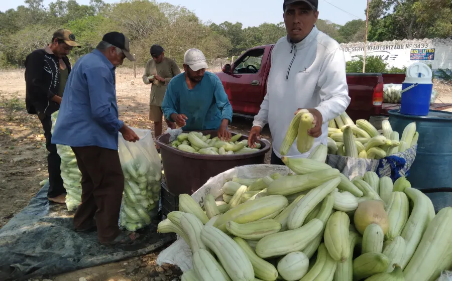 La intensa sequía ha obligado a los campesinos a inventar técnicas de riesgo para salvar sus cosechas.
