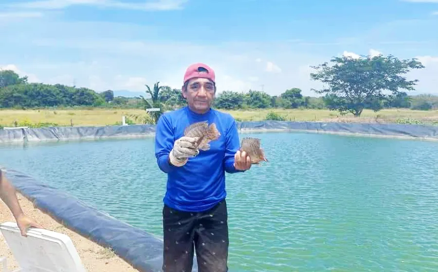 Ellos crían y cultivan su propio alimento.