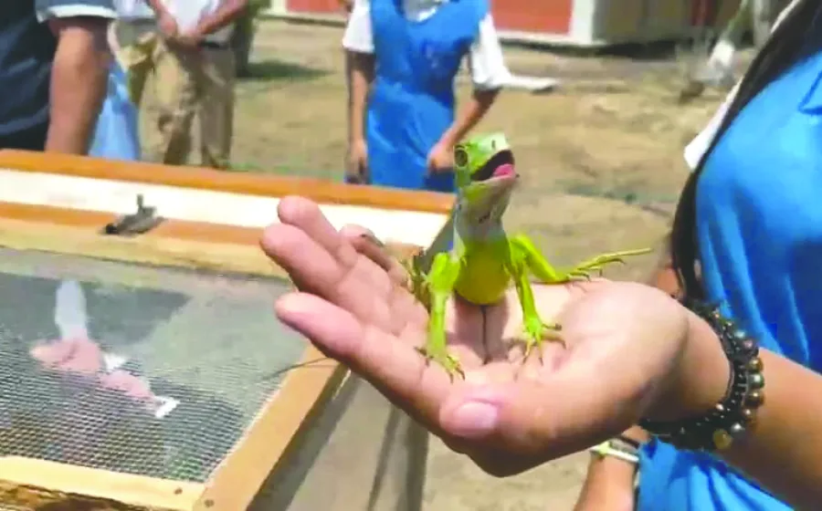 iguana_cuidado