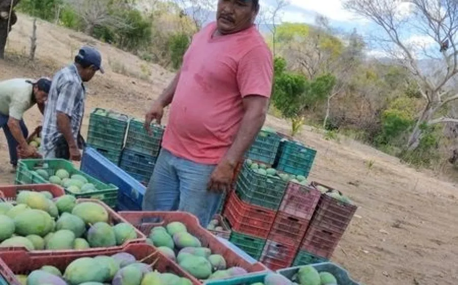 mango_productor_1