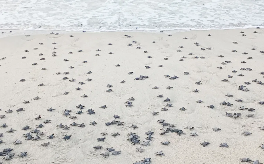 conanp_tortugas