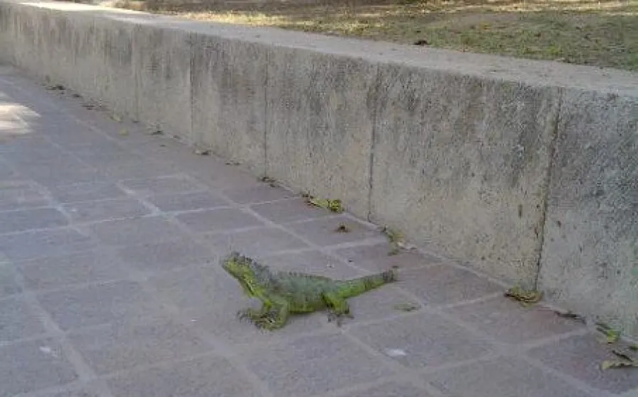 liberacion_tortugas
