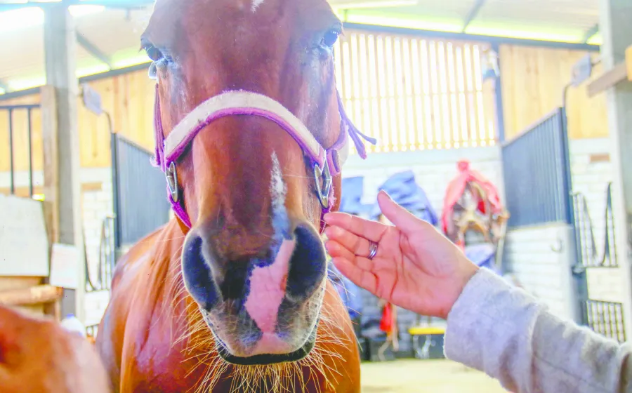 caballo_sanar