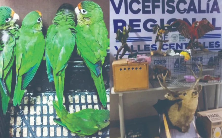 aseguran_aves