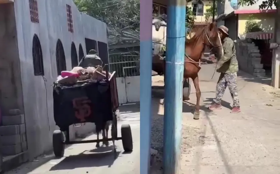 malrato_caballo