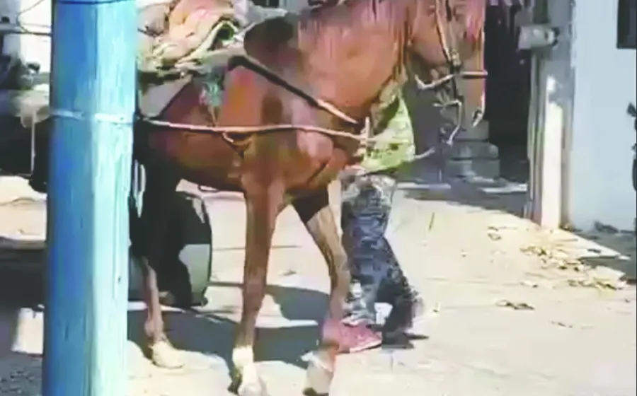 sancion_caballo