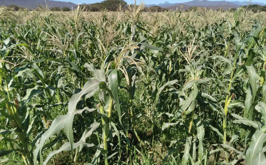 milpa_agua