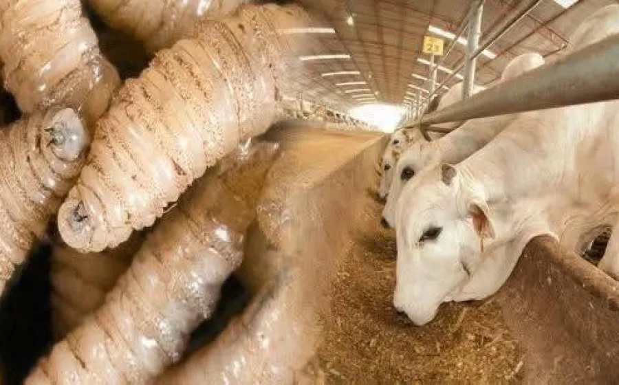 gusano_casos
