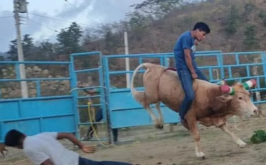 jaripeo_animales