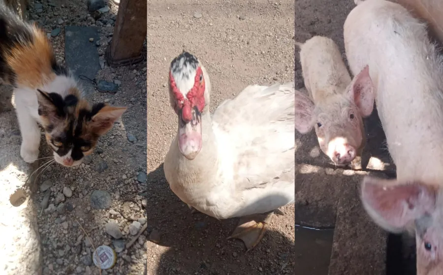 maltrato_animales