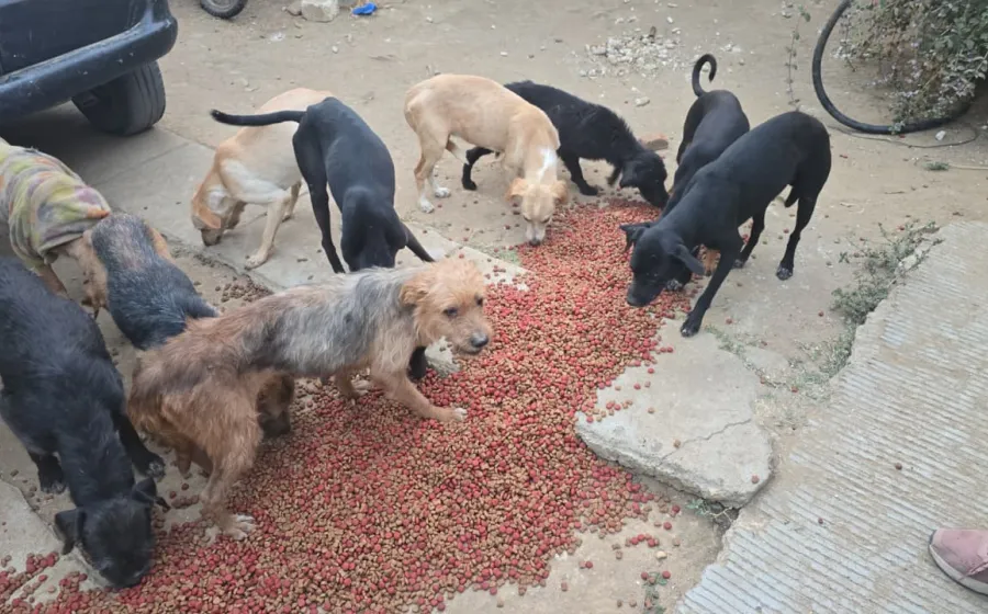 tacos_perro