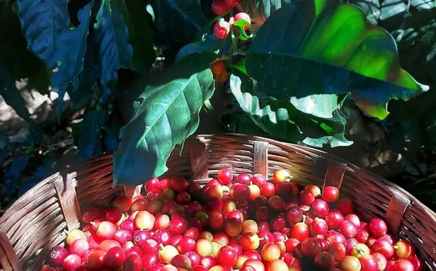 cafe_cosecha