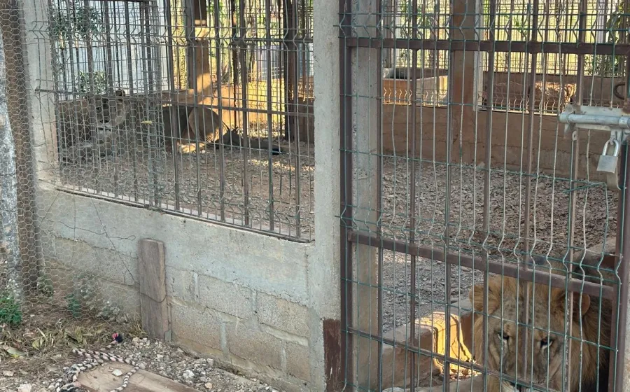 leones_cateo
