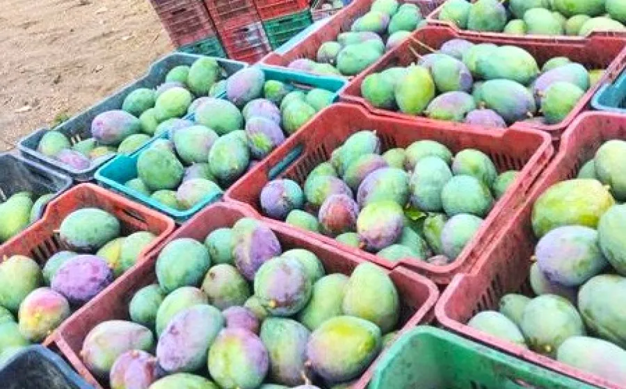 mango_robo