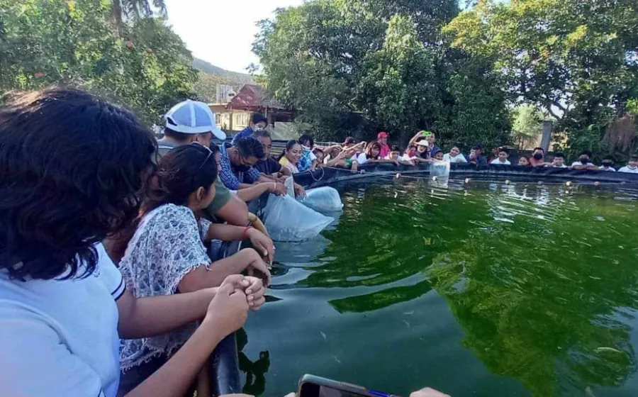 criadero_tilapia