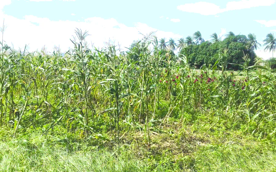 lluvias_sorgo