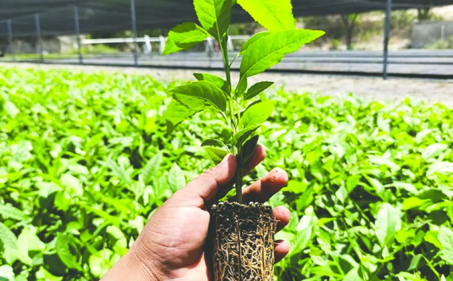 plantas_matias