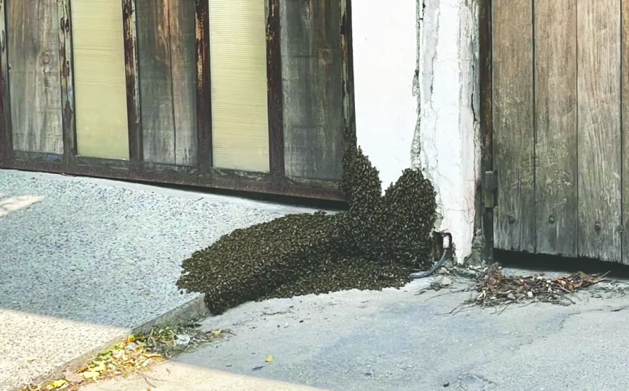 reporte_abejas