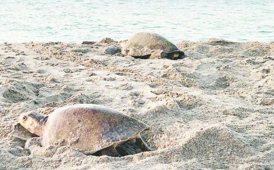 fin_tortuga