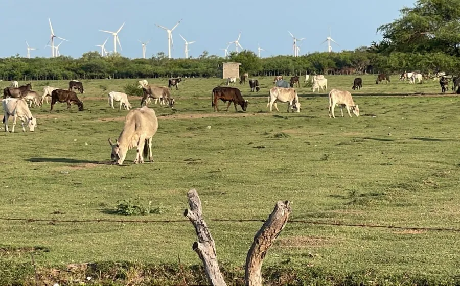 gusano_barrenador