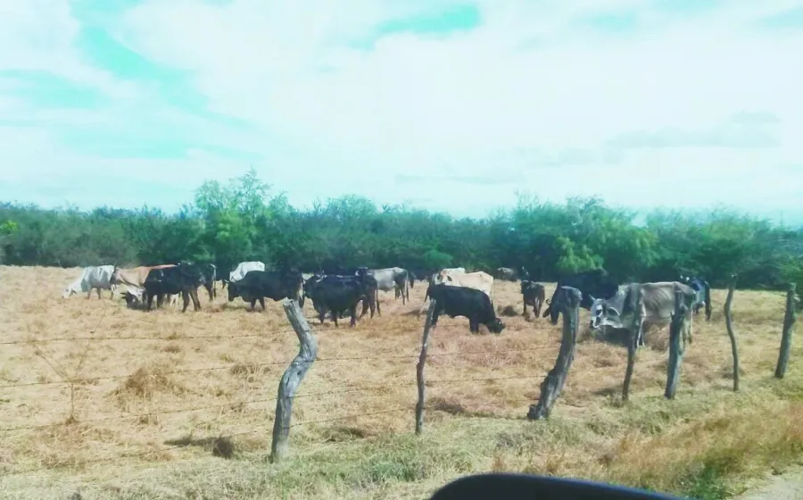 zona_ganadera