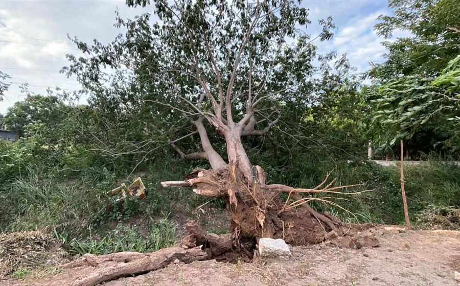 caida_arbol