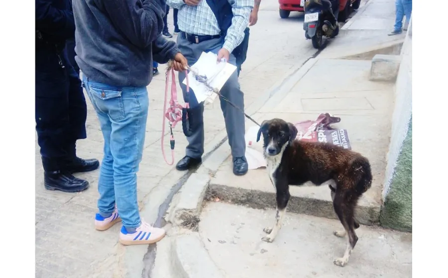 perrita_salud