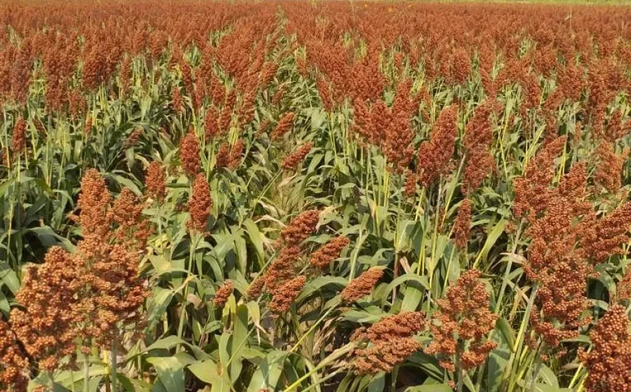sorgo_ventas