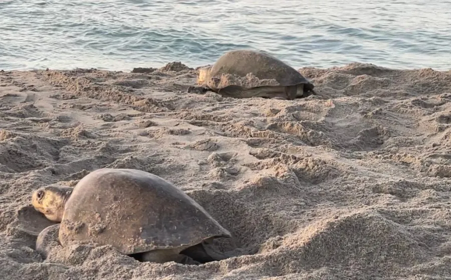 quinta_tortuga