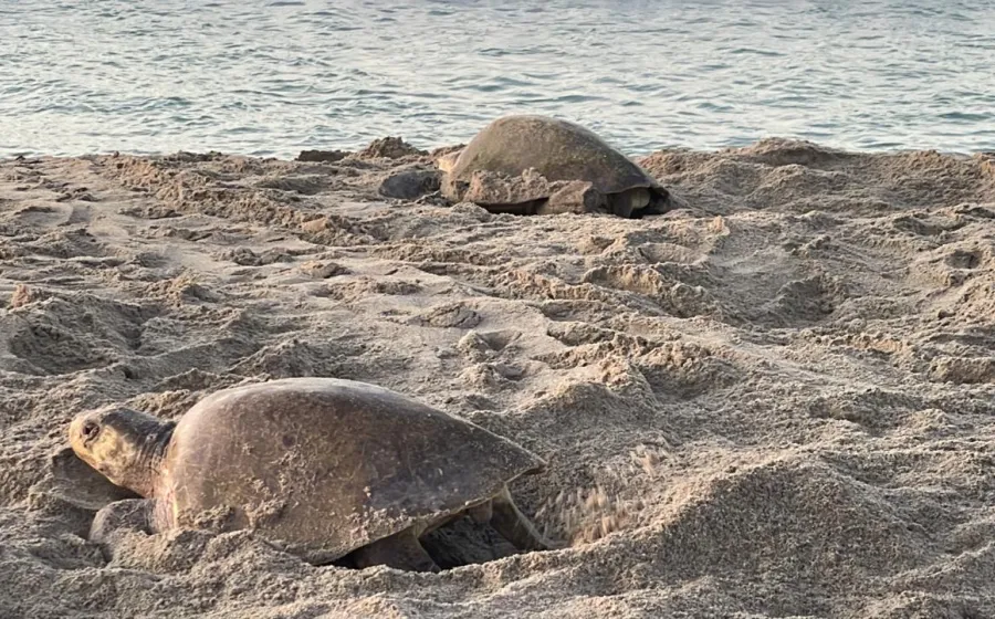 sexto_tortuga