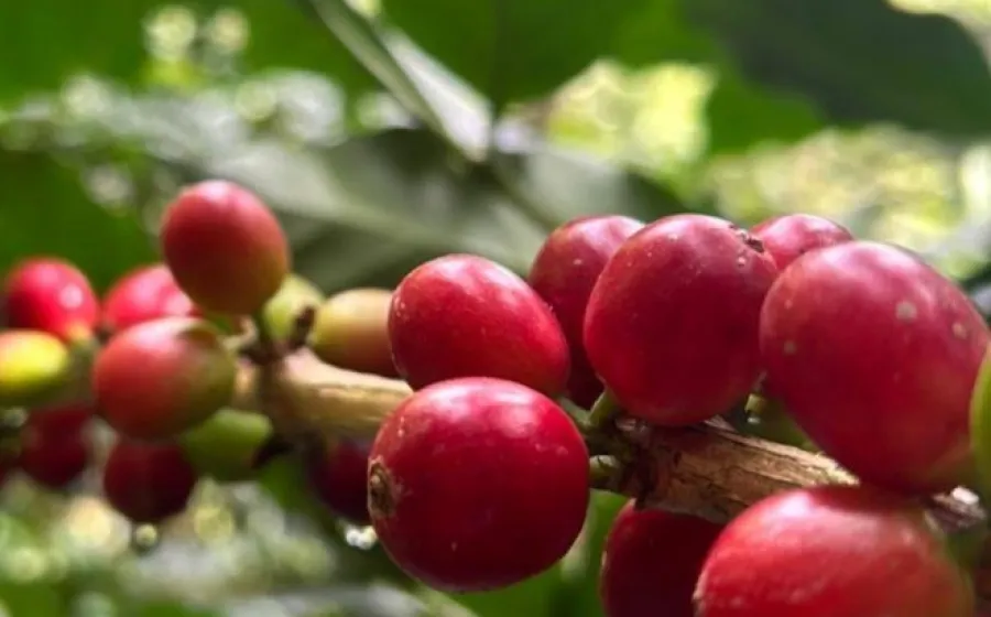 cafetaleros_clima