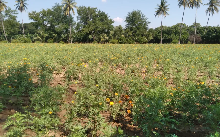 campo_esperanza