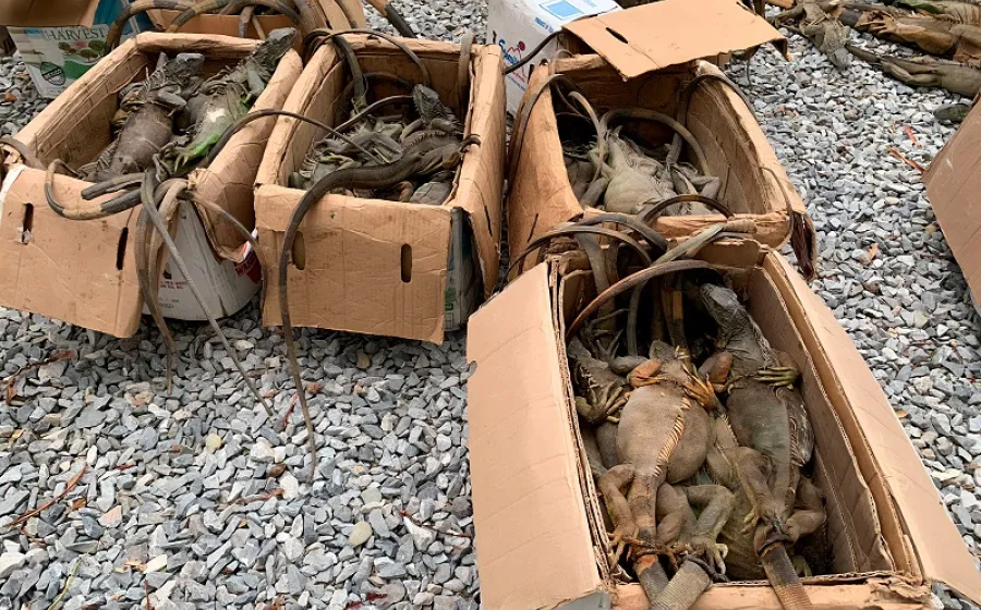 iguanas_trafico
