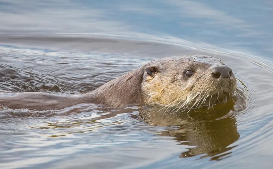 nutria_muerte