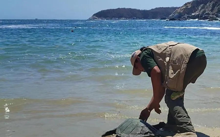 tortuga_carey