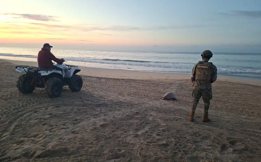 escobilla_tortugas