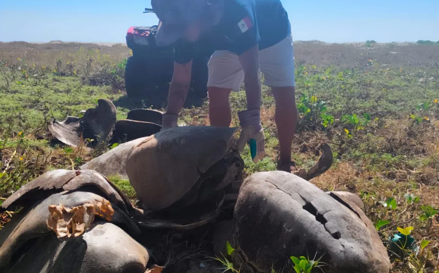 matanza_tortuga