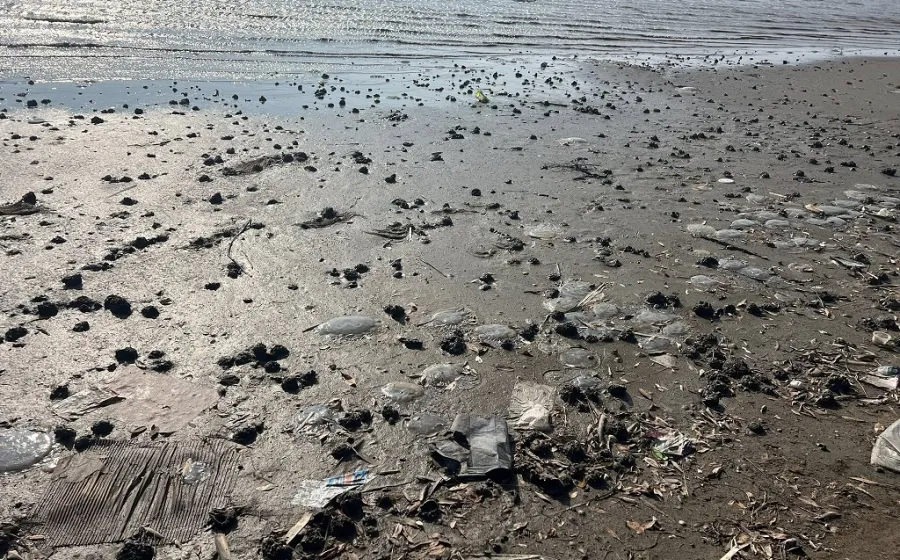 medusas_mar