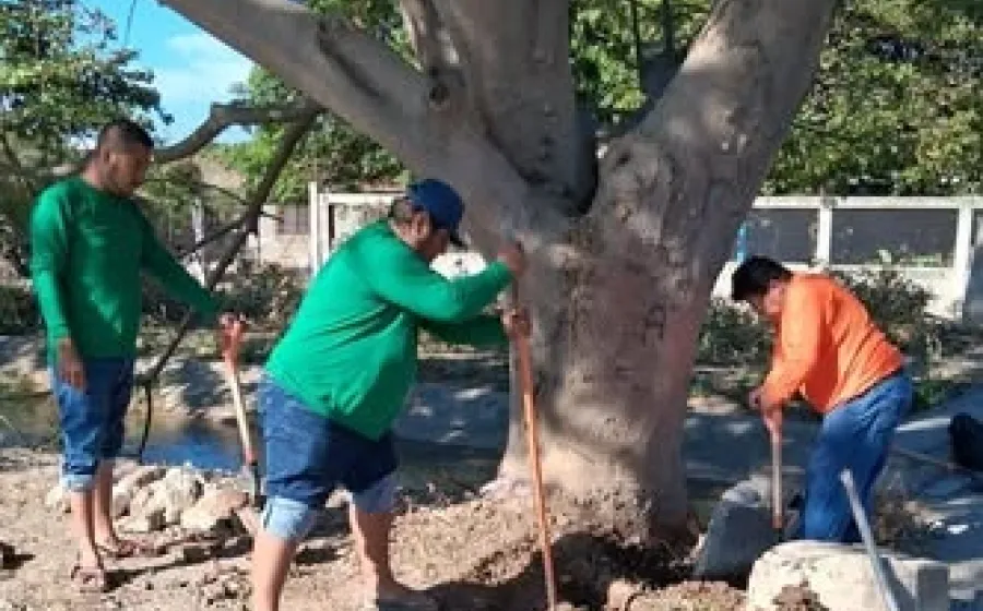 rompe_arbol