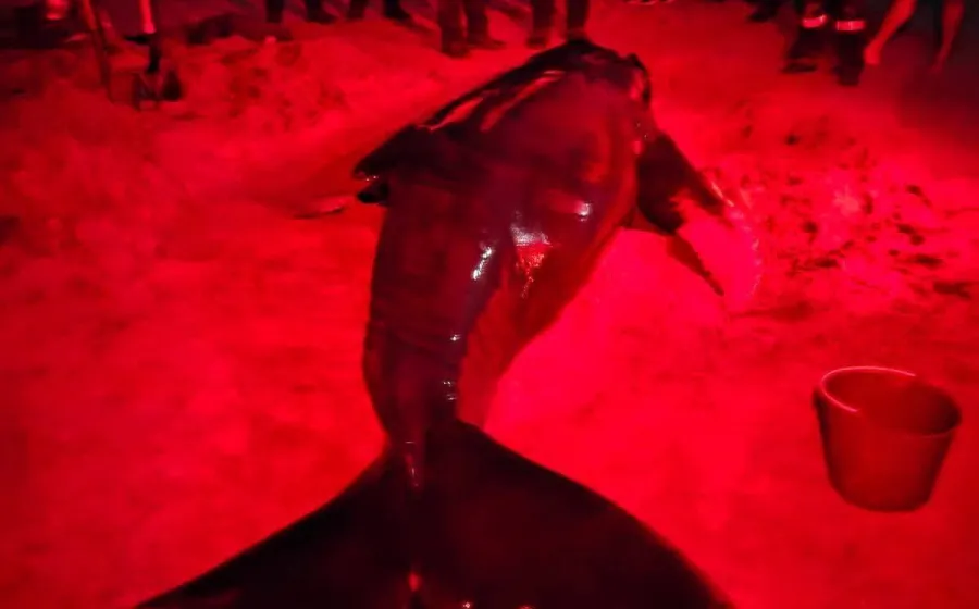 salvan_ballena