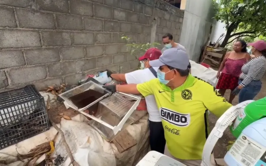 accion_dengue