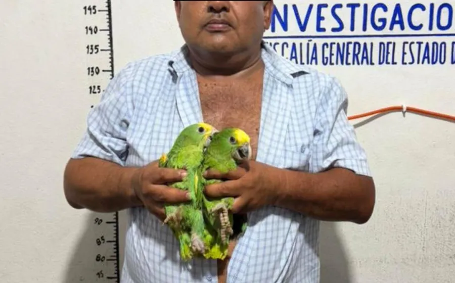 loros_roja