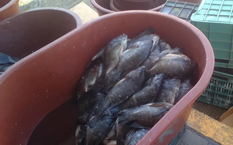 Reportan bajas ventas de pescados y mariscos en Salina Cruz | NVI Istmo