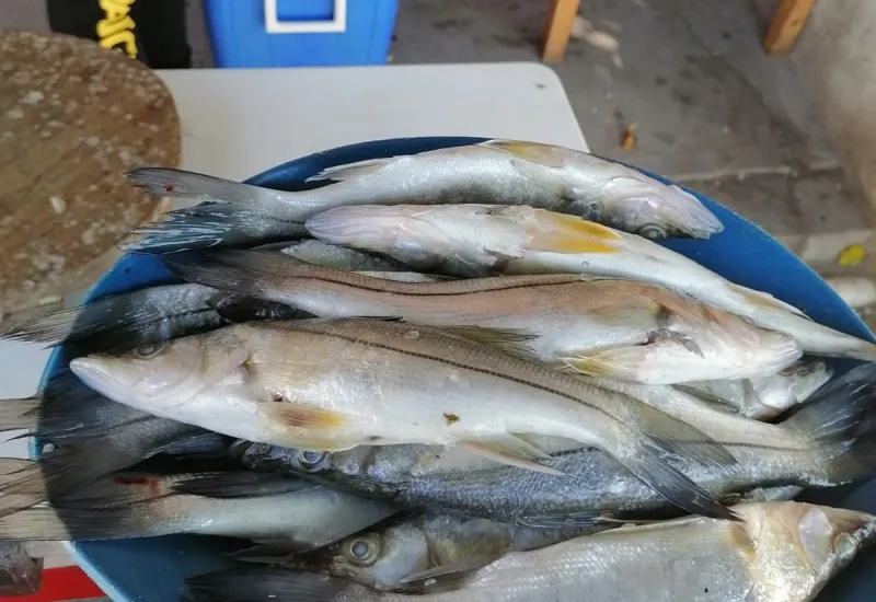 pescado 
