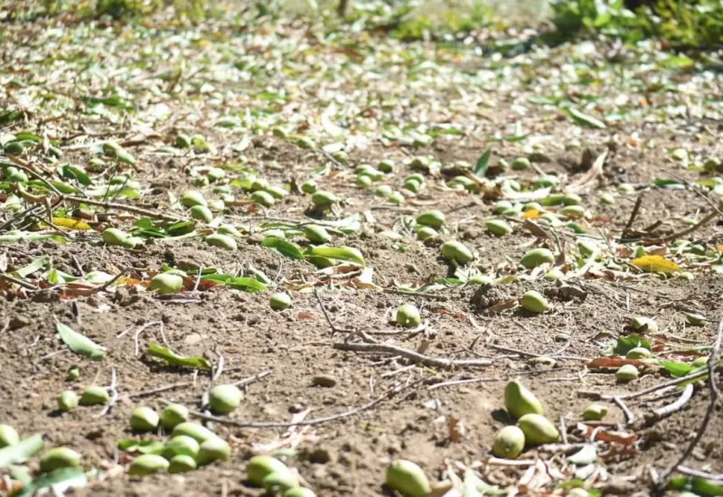 mangos-perdidas-millonarias-en-exportancion 