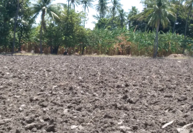 Los campos lucen desérticos.