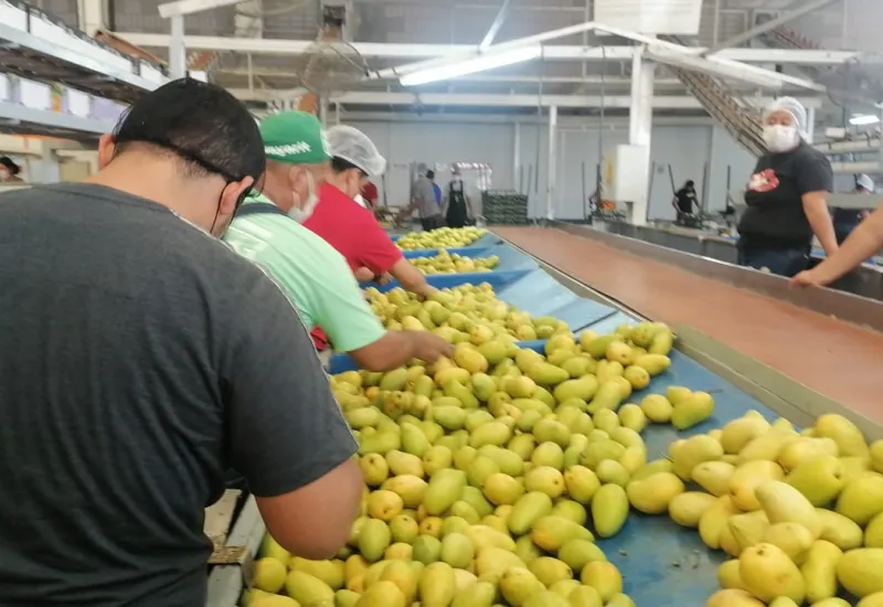 Exportación de mangos en el Istmo de Oaxaca