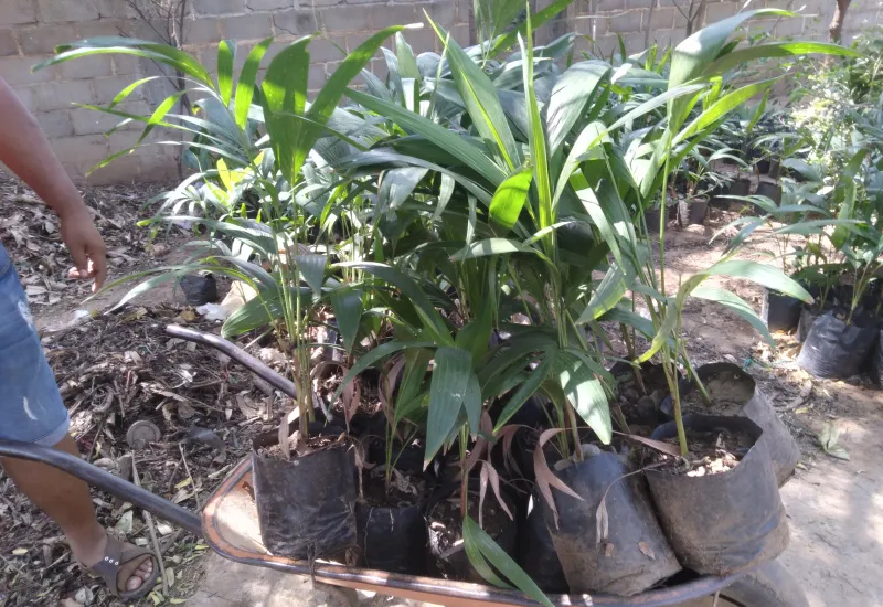 Quienes estén interesados pueden recibir plantas para reforestar diversos espacios públicos. Foto: Cortesía.