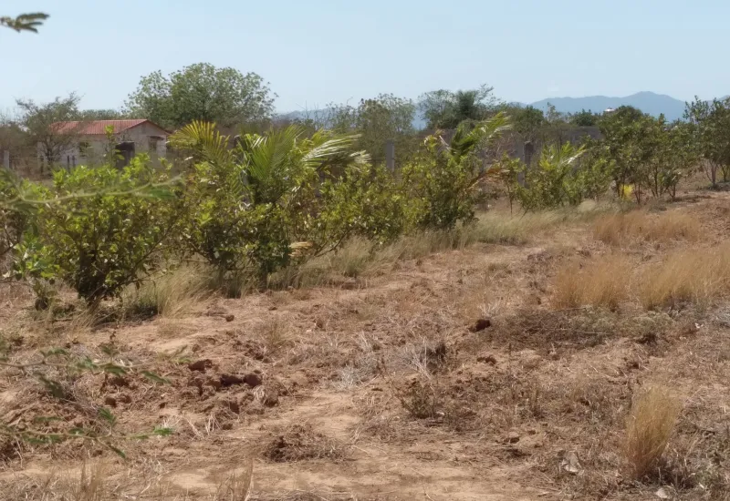 Los campos en Tehuantepec resienten los efectos de la intensa y prolongada sequía.